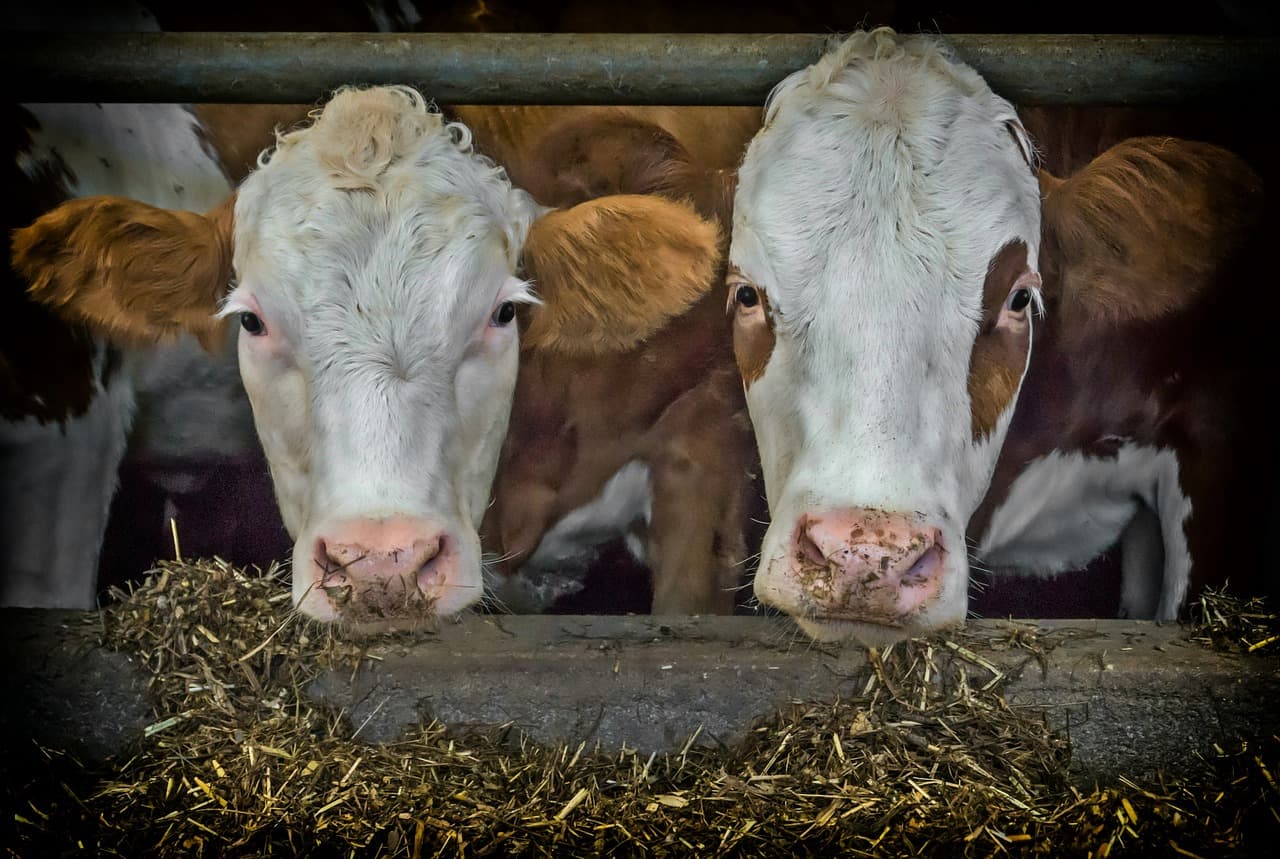 Cows feeding in barns in Hamberg, Germany. Photograph by guvo59 on www.pixabay.com 