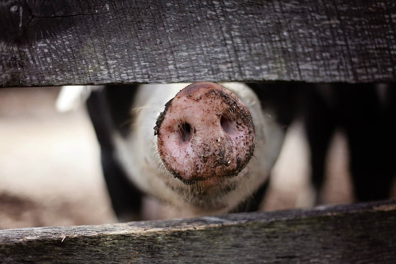 Pig feeding in barns in Hamberg, Germany. Image by pexels on www.pixabay.com