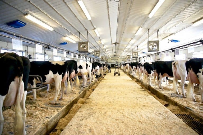 Cows in cow housing with ventilation control. Picture source: https://pinelandfarms.org/valley-farm-dairy-barn/ 