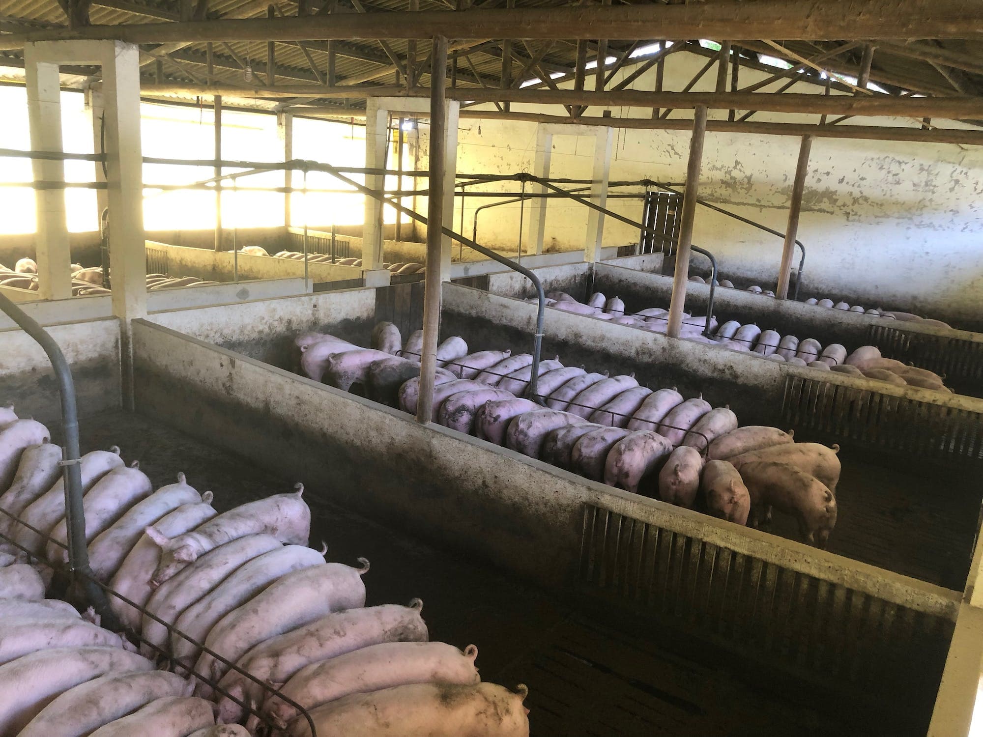 Pigs in pigs housing. Picture source: https://www.pexels.com/photo/pigs-feeding-in-spacious-barn-4636983/ 