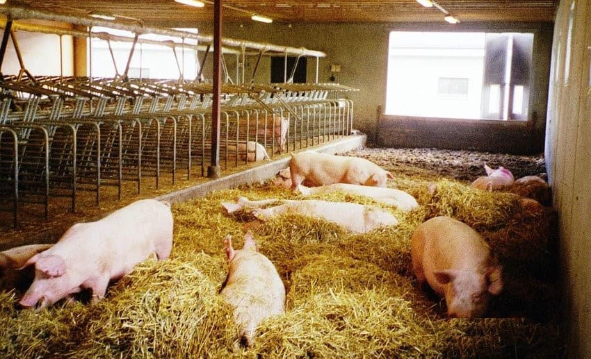 Loose-housing of sows in pens with deep straw bedding and individual feeding stalls. Photography by Linda Engblom. 