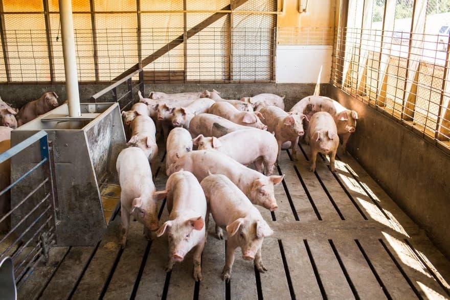 Pigs living on slatted flooring which slurry is washed through and gathered before being pumped into covered lagoons. Photograph: Alex Boerner 