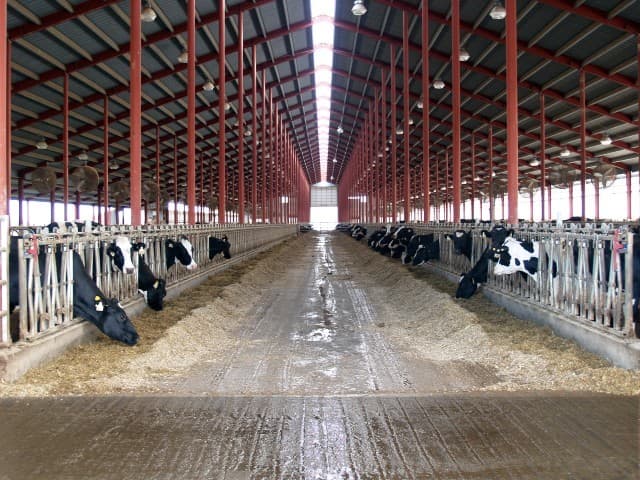 Showing a “grooved floor” system, which is appropriate for dairy and beef cattle housing and can help to reduce the surface area of wastes. Image source: pixabay.com 