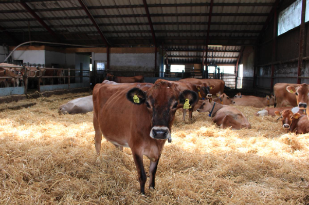 Figure 1. Jersey Cow in straw bedding. Picture source: https://commons.wikimedia.org/wiki/File:Jersey_Cow_in_straw_bedding.JPG. Figure 1. Jersey Cow in straw bedding. Picture source: https://commons.wikimedia.org/wiki/File:Jersey_Cow_in_straw_bedding.JPG.